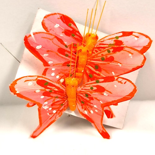 Papillon orange