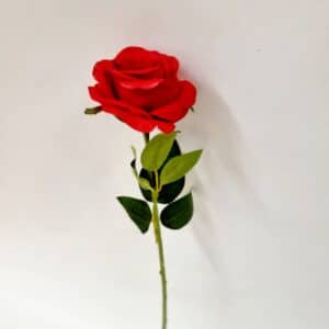 Tige rose rouge