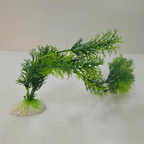 Plante d'aquarium – Image 1