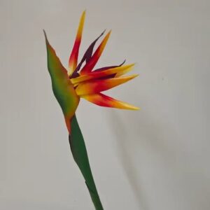 Oiseau du paradis orange