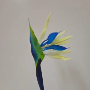 Oiseau du paradis bleu