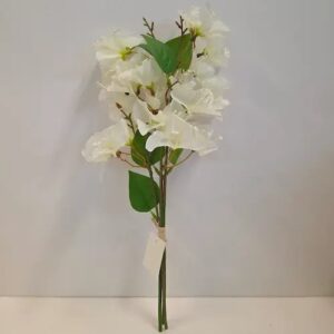Tige bougainvillier